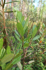 Chamaedaphne calyculata