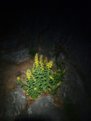 Solidago puberula puberula