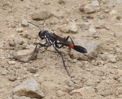 Ammophila procera