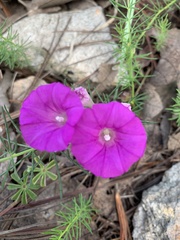 Ipomoea capillacea