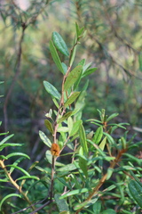 Chamaedaphne calyculata