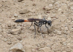 Ammophila procera