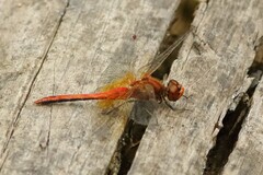 Sympetrum flaveolum