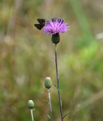Cirsium virginianum