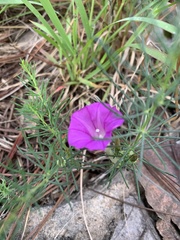 Ipomoea capillacea