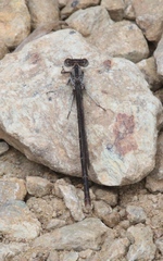 Argia fumipennis