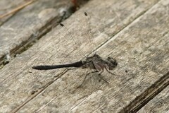 Sympetrum danae