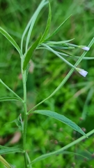 Epilobium palustre