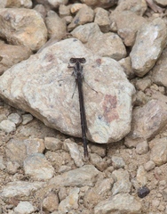 Argia fumipennis
