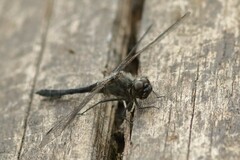 Sympetrum danae