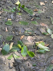 Potamogeton natans