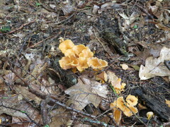 Craterellus