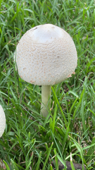 Chlorophyllum molybdites