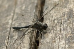 Sympetrum danae