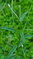Epilobium palustre