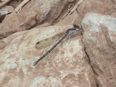 Argia fumipennis