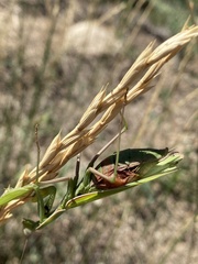 Mantis religiosa