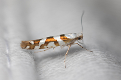 Argyresthia calliphanes