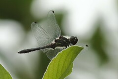 Sympetrum danae
