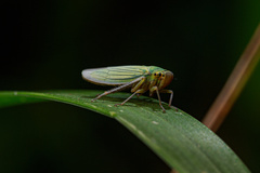 Cicadella viridis