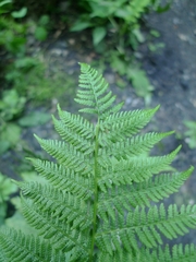 Athyrium