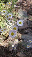 Erigeron divergens