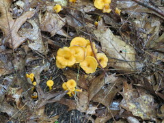 Craterellus