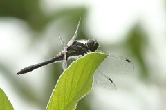 Sympetrum danae