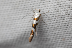 Argyresthia calliphanes