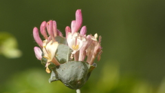 Lonicera implexa