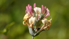Lonicera implexa
