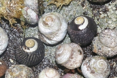 Tegula gallina