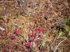 Drosera × obovata