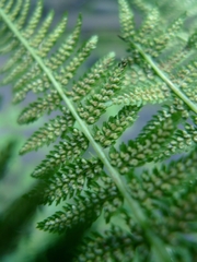 Athyrium
