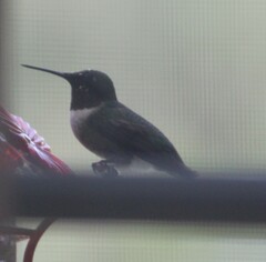 Archilochus colubris