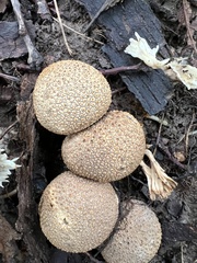 Scleroderma citrinum