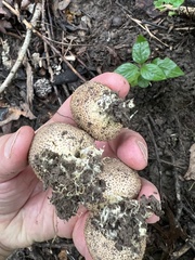 Scleroderma citrinum