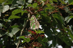 Philaethria diatonica