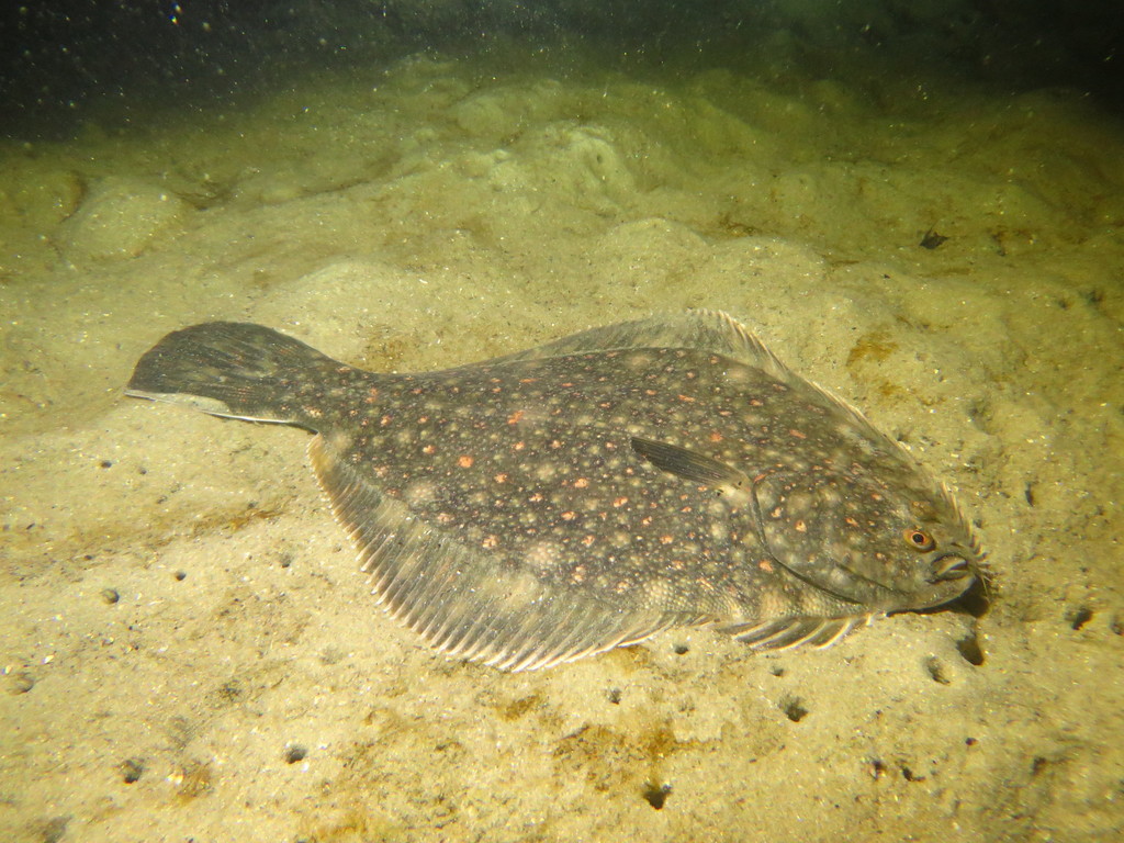 Black Flounder