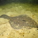 Black Flounder - Photo (c) Sarah Milicich, some rights reserved (CC BY-NC), uploaded by Sarah Milicich
