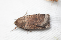 Abagrotis