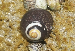 Tegula gallina