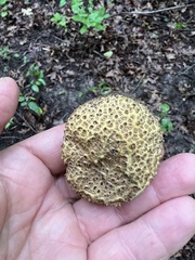 Scleroderma citrinum