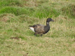 Branta bernicla