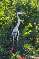 Ardea cocoi