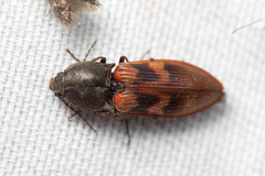 Stropenron nigricollis
