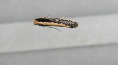 Monopis crocicapitella