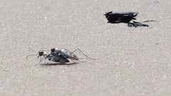 Habroscelimorpha dorsalis