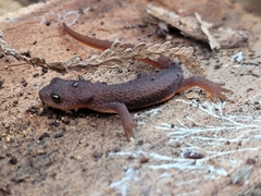 Taricha granulosa