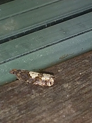 Epinotia trigonella